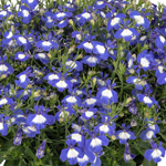 Lobelia Blue Mountain